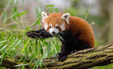Impact Of Global Warming And Loss Of Habitat On Himalayan Red Panda