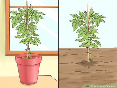 How To Grow Cinnamon With Pictures Wikihow