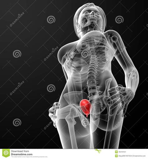 3d Render Female Bladder Anatomy X-ray Stock Illustration - Image: 40419151