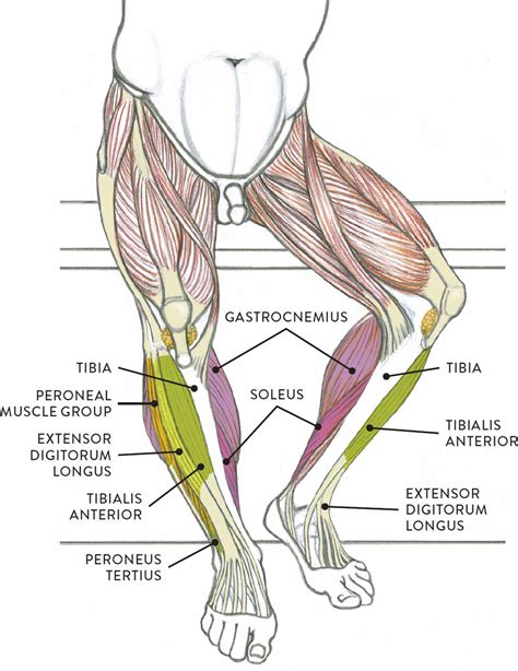 The human leg, in the general word sense, is the entire lower limb of the human body, including the foot, thigh and even the hip or gluteal region. Muscles of the Leg and Foot - Classic Human Anatomy in ...
