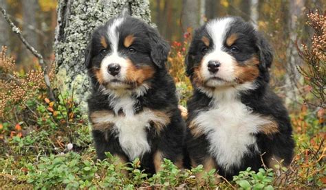 Bernese Mountain Puppies Care And Education Pets Feed