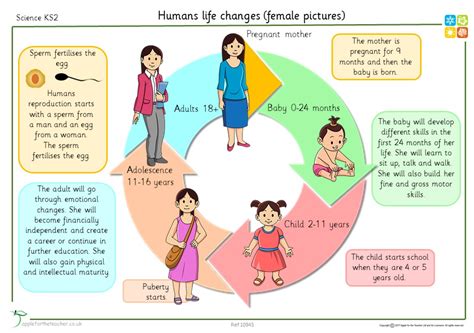 Puberty In Girls Puberty Girls Puberty Girls Stages