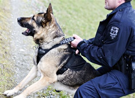 Vicpd K9 Police Dogs German Shepherd Dogs Malinois