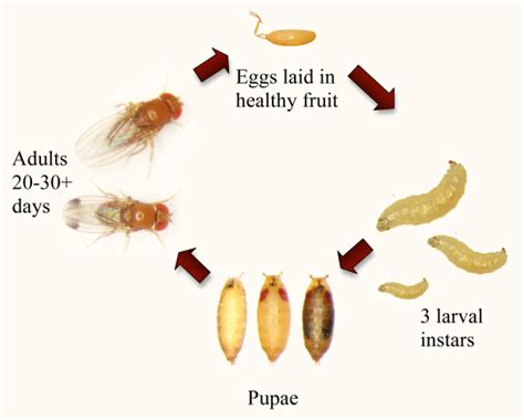 Small Skin Sheds Found On Clean Dishes In Dishwasher What Bug R