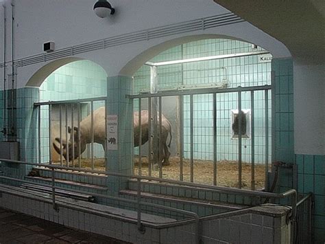 Interview „zoos Sind Und Bleiben Gefängnisse“ Tierrechtede