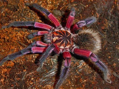 10 Most Beautiful Spiders In The World Listamaze
