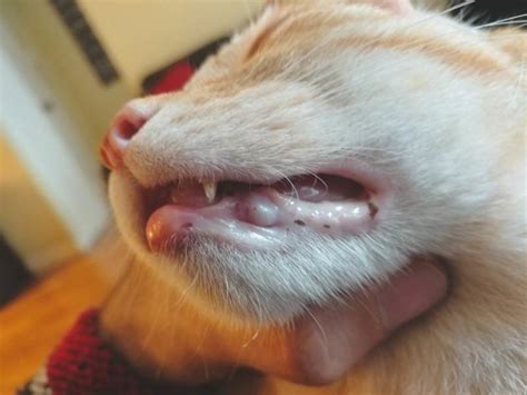 Cat Swollen Chin Drooling Cat Meme Stock Pictures And Photos