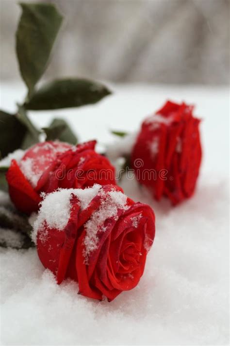 Snowfall The Natural Environment A Snowy Bouguet Of Bight Red Roses