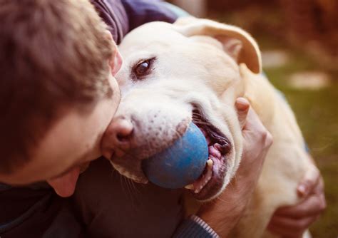 Top 7 Most Affectionate Dog Breeds Canna Pet