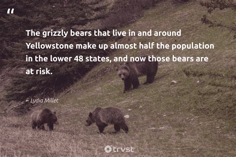 20 Bear Quotes And Saying About Bears