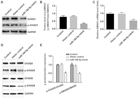 effect of microrna‑144‑5p on the proliferation invasion and migration of human umbilical vein