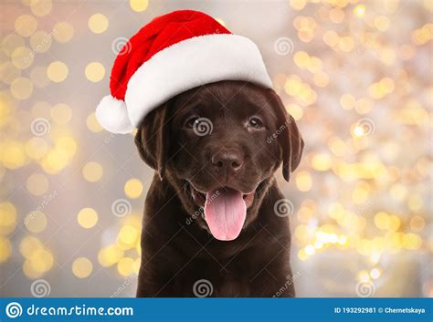 Chocolate Labrador Retriever Puppy With Santa Hat And Christmas Lights