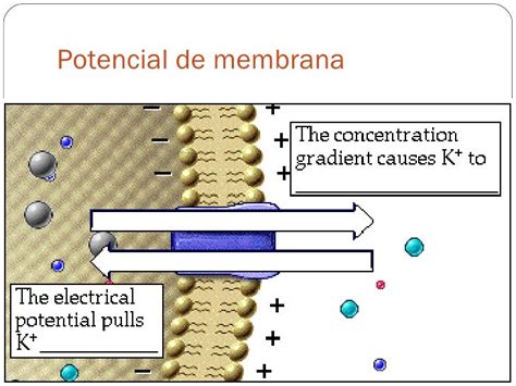 Potencial De Membrana1