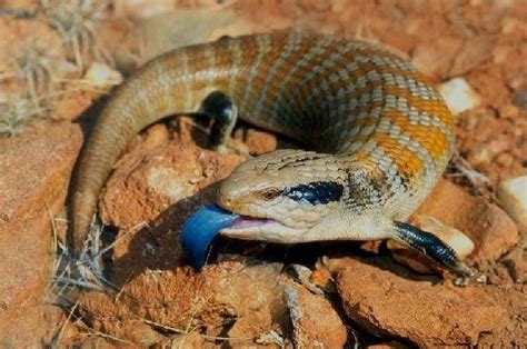 Blue Tongued Skink Reptiles Facts Blue Tongue Skink Lizard