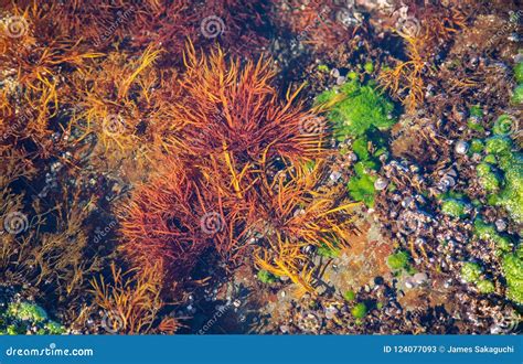 Colorful Sea Plant Life In A Tide Pool Stock Image Image Of Coral