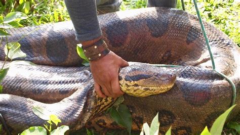 Giant Anaconda Found In Bolivian Amazon Village Nz Herald