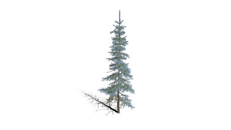 Realistic Hd Colorado Blue Spruce Koster 3243 Buy Royalty Free 3d