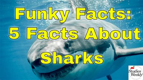Studies Weekly Funky Facts 5 Facts About Sharks Youtube