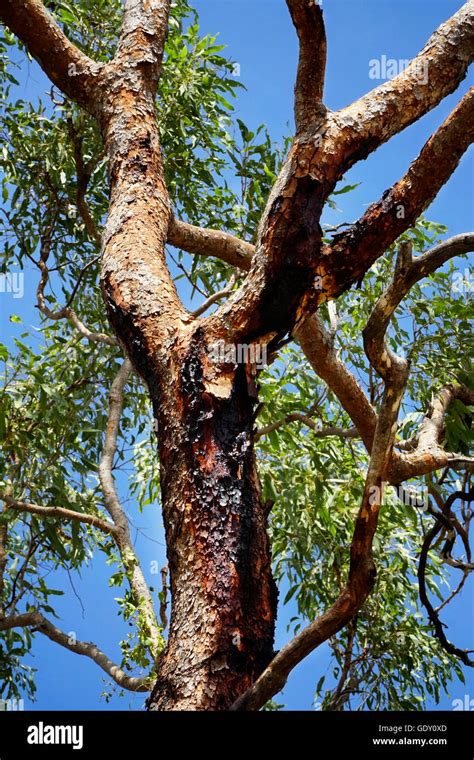 Bloodwood Tree Hi Res Stock Photography And Images Alamy