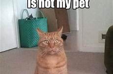 pets funniest katzen grumpy veterinary ord hahaha everyone understands