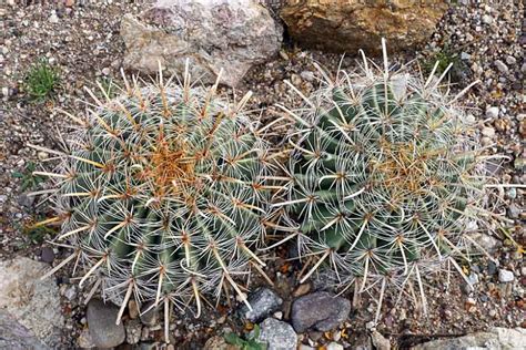 Southwestern Barrel Cactus Br