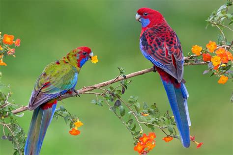 The latest tweets from microsoft bing (@bing). Crimson Rosella - Bing Wallpaper Download