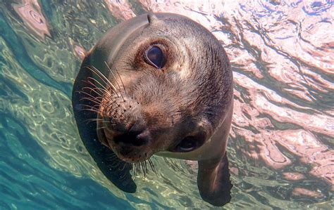 Dive And Snorkel With Sea Lions In Mexico Guided By A Marine Biologist