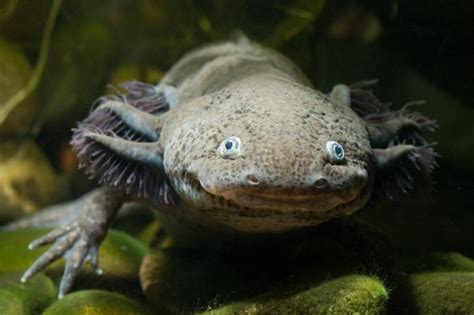 Axolotl Ambystoma Mexicanum Tropische Vissen Database Gandd Aquaria