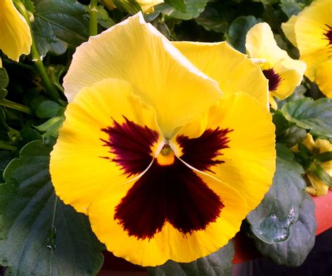 Pansy In Yellow Pansies Flowers Beautiful Blooms Flower Photos