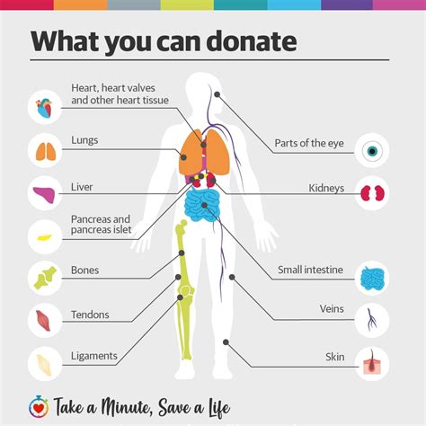 Organ Donation In Australia Why We Support Donatelife Week Daily