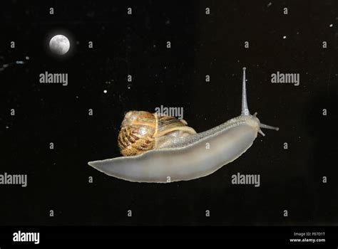 Moon Snail Hi Res Stock Photography And Images Alamy