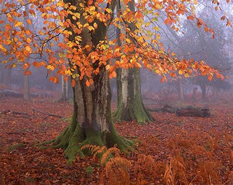 New Forest Images Image Beech Trees In Late Autumn At Matley Wood