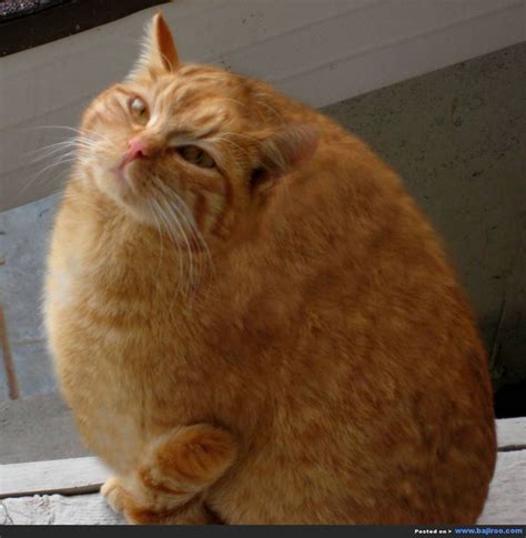 1000 Images About Pictures Of Fat Cats On Pinterest Funny Pics Mona