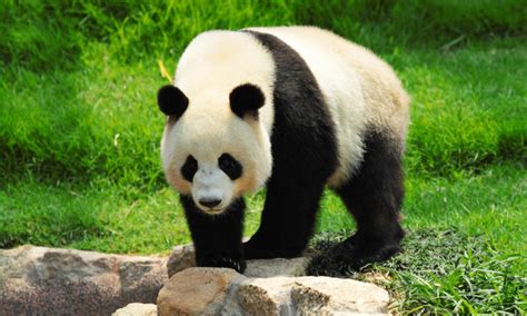 Giant Panda No Longer Endangered Environews Nigeria