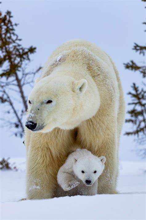 Sweet Polar Bear Cubs Try To Play With Mother But She