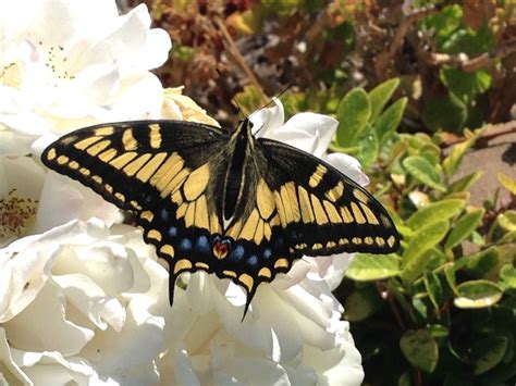 A Western Tiger Swallowtail Butterfly Female Sipping Flower Nectar