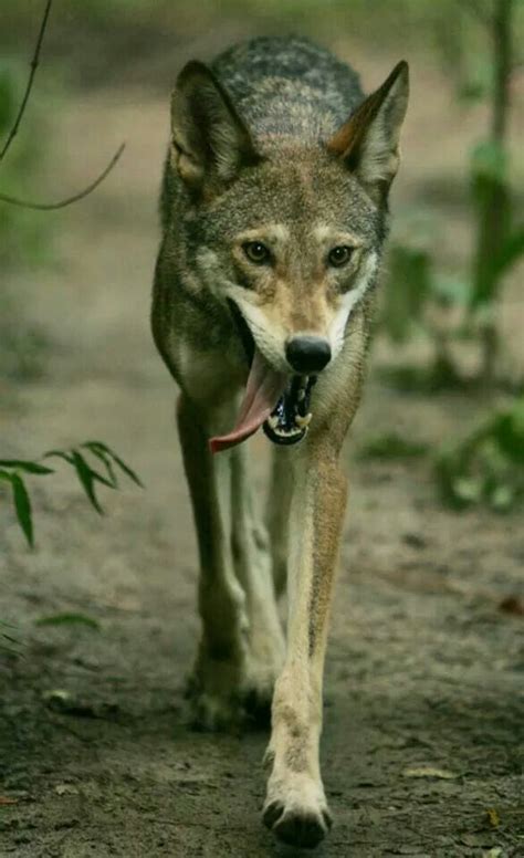 North Carolina Red Wolf The Animal Kingdom Pinterest