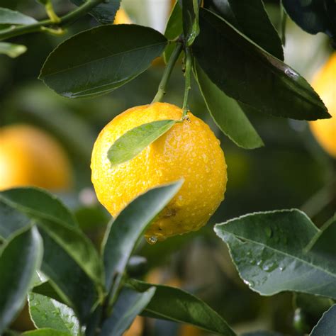 Development Of Canker Resistant Citrus Varieties Using Crisprcas9