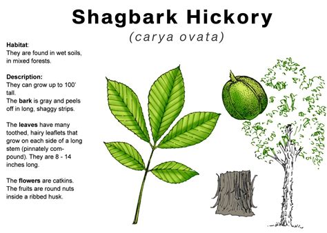 Awbury Tree Of The Month Shagbark Hickory The Nw Local Paper