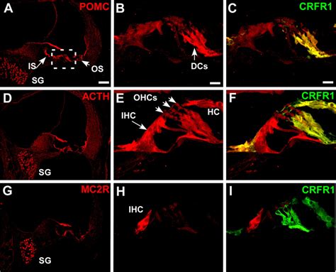 The Cochlea Expresses An Hpa Equivalent Signaling System Download
