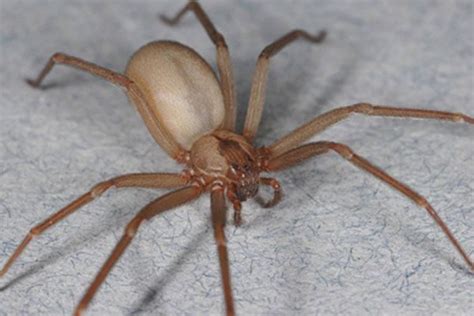 ᐈ What To Do If You Find A Brown Recluse In Your Home 2021