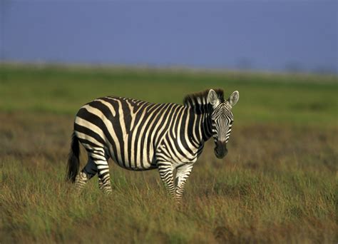 National Animal Of Botswana Interesting Facts About Zebras