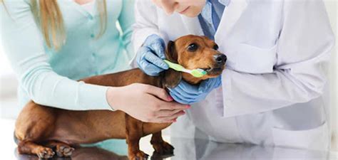 Veterinary Dentist Sarasota Dog And Cat Dentist Sarasota