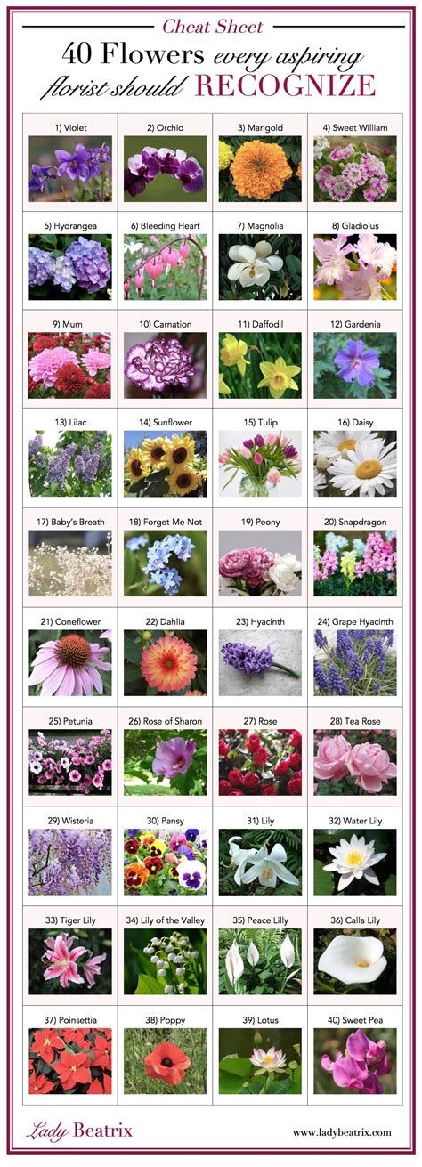 Flowers Every Aspiring Florist Should Recognize Lady Beatrix