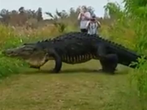 Real Or Fake Big Florida Gator Caught On Camera In Polk County