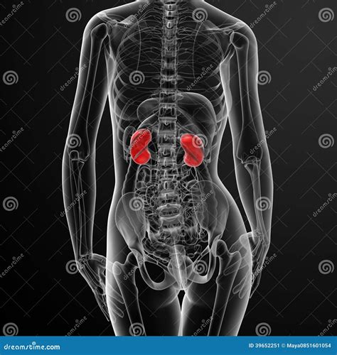 3d Render Female Kidney Anatomy X Ray Stock Illustration Illustration