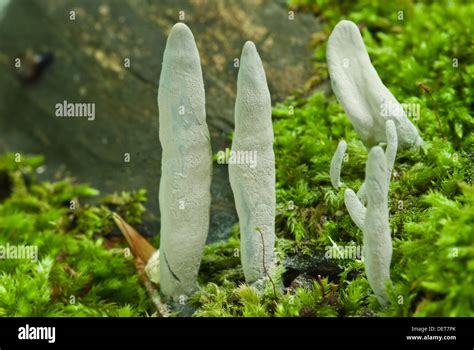 Grey Dead Mans Fingers Fungi Xylaria Polymorpha Growing Among Moss