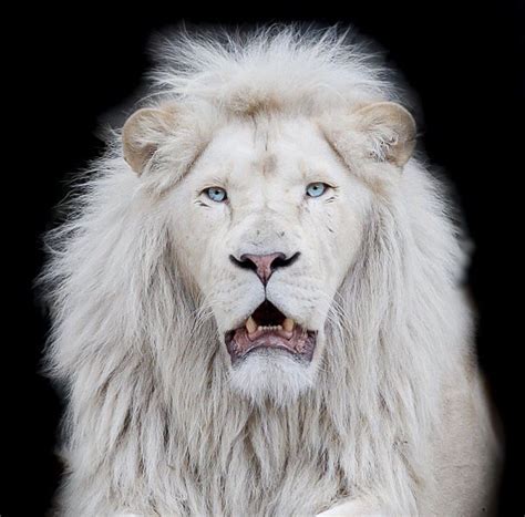 A White Lion With Blue Eyes Sitting On The Ground In Front Of A Black