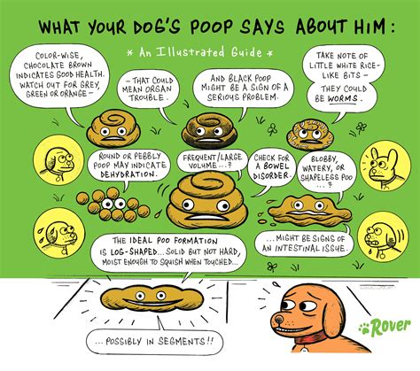 What Does Yellow Dog Poop Mean