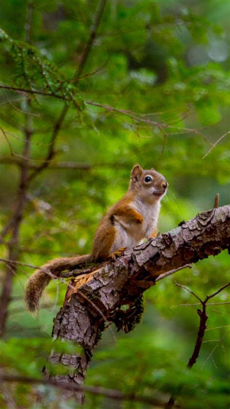 Size this wallpaper is 2560x1600. Download wallpaper 1350x2400 squirrel, rodent, cute ...